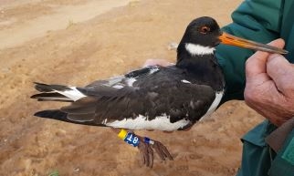 Oystercatcher with GPS tag