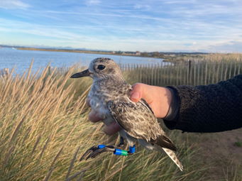 One of our newly colour-marked Grey Plover ready to be released