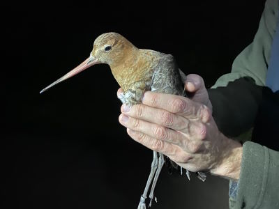 Black-tailed Godwit acquiring summer plumage © R Phillips