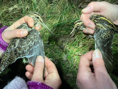 Common Snipe (left) and Jack Snipe (right) © T Frayling