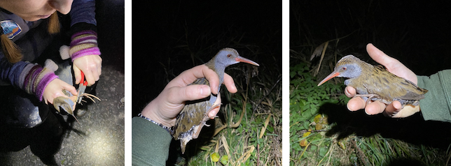 Exminster Marshes 2023 12 15 WaterRail RP