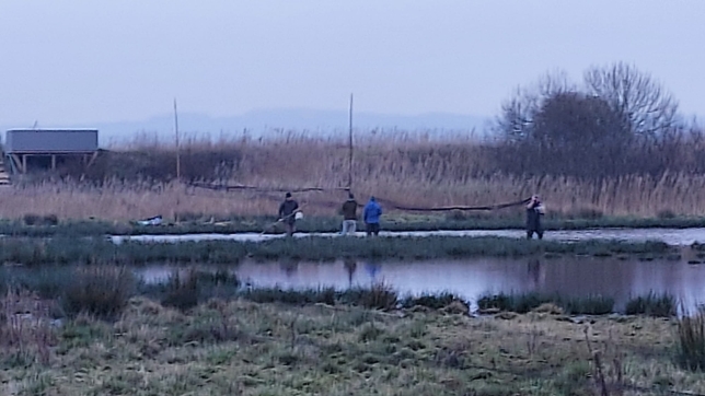 Setting mist-nets on Exminster Marshes © P Perrins